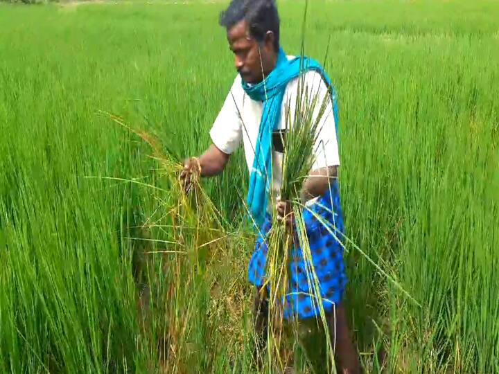 Crops trapped in rats escaping rain - Mayiladuthurai farmers in agony மழையில் தப்பி எலிகளிடம் சிக்கிய பயிர்கள் - வேதனையில் மயிலாடுதுறை விவசாயிகள்