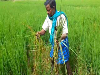 Crops trapped in rats escaping rain - Mayiladuthurai farmers in agony மழையில் தப்பி எலிகளிடம் சிக்கிய பயிர்கள் - வேதனையில் மயிலாடுதுறை விவசாயிகள்