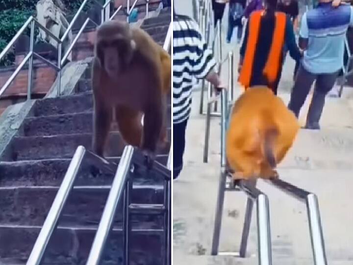 Watch Video: Monkey Uses Jugaad To Get Down From Stairs Quickly, Video going viral on social media Watch Video:  எனக்கு ஆயிரம் வேலை.. சர்ர்ர்ரென சறுக்கி சென்ற அறிவாளி குரங்கு - வைரல் வீடியோ!