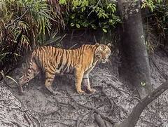 Sundarban: সুন্দরবনের বাঘের সংখ্যা জানতে শুরু হবে ক্যামেরা ট্র্যাপিং। Bangla News