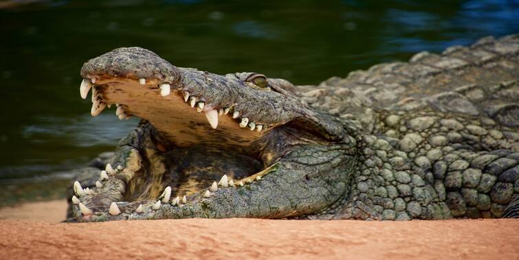 Viral Video man attacked by huge crocodile after he mistakes it for statue Viral Video: স্ট্যাচু ভেবে ভুল, জন্মদিনে কুমিরের কামড়ে ক্ষতবিক্ষত যুবক