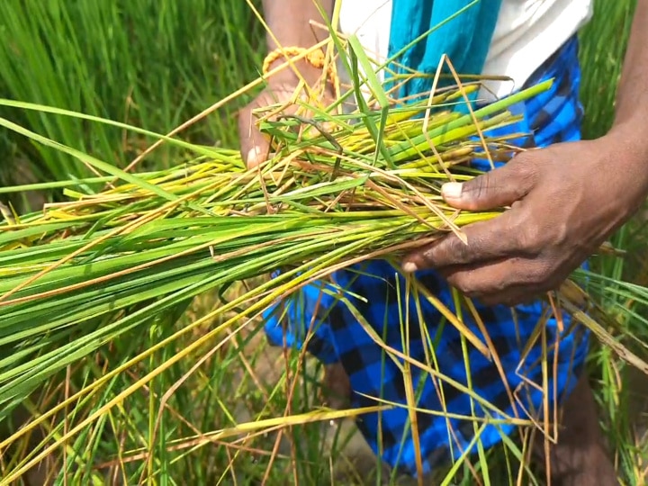 மழையில் தப்பி எலிகளிடம் சிக்கிய பயிர்கள் - வேதனையில் மயிலாடுதுறை விவசாயிகள்