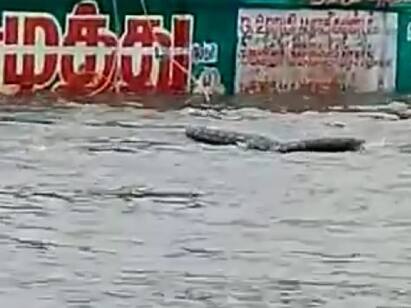 Crocodile Chengalpattu District Collectors Description in Guduvancheri கருப்பா மிதந்தாலே முதலையா? கூடுவாஞ்சேரியில் முதலை வதந்தி..! உண்மை என்ன?