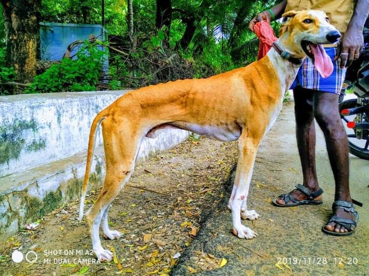 Know More Details about Chemmarai tamil nadu dog breed, popular country dog breed Chemmarai Dog : 'இதுவரை யாரும் அதிகம் பேசாத செம்மறை' வேட்டை நாய்களின் வரலாறு..!