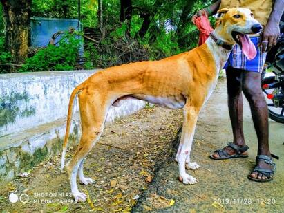 Know More Details about Chemmarai tamil nadu dog breed, popular country dog breed Chemmarai Dog : இதுவரை யாரும் அதிகம் பேசாத செம்மறை வேட்டை நாய்களின் வரலாறு..!