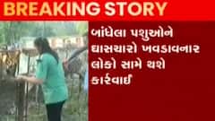 મંદિર બહાર પશુઓને ઘાસચારો ખવડાવવાનો મામલો, AMC કરશે કાયવાહી, જુઓ ગુજરાતી ન્યુઝ