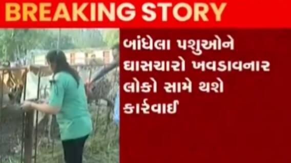 મંદિર બહાર પશુઓને ઘાસચારો ખવડાવવાનો મામલો, AMC કરશે કાયવાહી, જુઓ ગુજરાતી ન્યુઝ