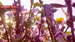 Satara Flowers : महाबळेश्वरचं सौंदर्य अधिक खुलवणारी फुलं, 16 वर्षांनंतर फुललेली 'सुपुष्पा'