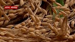 Kolhapur : आजऱ्याच्या भात शेतीला अवकाळी पावसाचा फटका, घनसाळ भात उत्पादकांवर संकट : ABP Majha