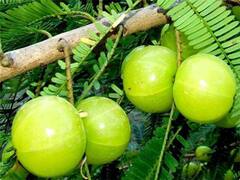 Uttar Pradesh News: आंवला में रोग ने बढ़ाई परेशानी, यूपी के इस जिले में पेस्टालोटिया क्रुएंटा के कारण किसान बेहाल