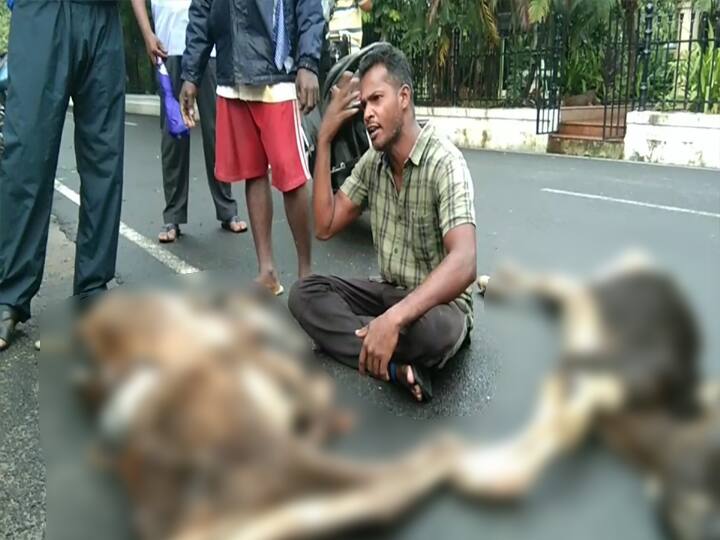 Youth protest before Puducherry legislature with calves dying from cholera கோமாரி நோய் தாக்கத்தில் இறந்த கன்றுகள்.. புதுச்சேரி சட்டப்பேரவை முன்பு இளைஞர் போராட்டம்