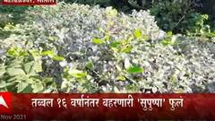 Satara Flowers : सह्याद्रीच्या पर्वतरांगामध्ये 16 वर्षानी फुलणारी 'सुपुष्पा' आताच पाहुन घ्या