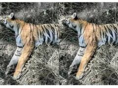 Jabalpur News: बांधवगढ़ नेशनल पार्क में एक और टाइगर की मौत, इस साल में अब तक 12 ने गंवाई जान