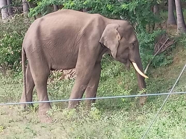 The pothanur-Palakkad railway line is a death knell for elephants யானைகளுக்கு மரணப்பாதையாகும் போத்தனூர் - பாலக்காடு இரயில் பாதை ; யானைகள் உயிர்காக்க கோரிக்கை..!