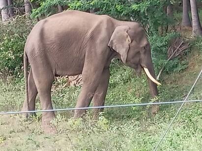 The pothanur-Palakkad railway line is a death knell for elephants யானைகளுக்கு மரணப்பாதையாகும் போத்தனூர் - பாலக்காடு இரயில் பாதை  யானைகள் உயிர்காக்க கோரிக்கை..!