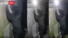 Srikakulam Bear: శ్రీకాకుళం జిల్లాలో ఎలుగుబంటి హల్ చల్