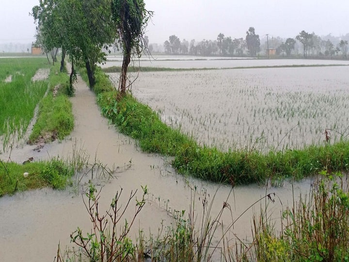 50,000 acres of crops submerged in Thiruvarur - demand for re-assessment of damage திருவாரூரில் 50,000 ஏக்கர் பயிர்கள் நீரில் மூழ்கியது - மீண்டும் சேதங்களை கணக்கெடுக்க கோரிக்கை