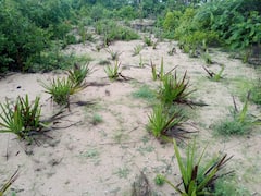 பிரதமரால் கவனம் பெற்ற தூத்துக்குடி.! 10 தீவுகளில் 25 ஆயிரம் பனை விதைகள் - தீவுகளை காக்க தீவிரம்