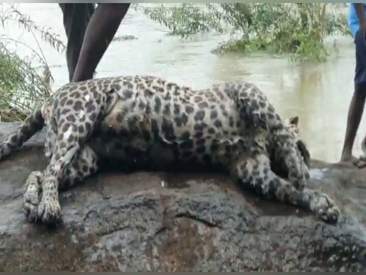 Today's important information about the impact of rain on Nellai such as the body of a leopard that was swept away in the flood, the submerged ground bridge and the rainwater surrounding the houses. நெல்லையில் தொடர் கனமழை - வெள்ளத்தில் அடித்து வரப்பட்ட சிறுத்தையால் பரபரப்பு