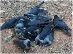 Bird Flu: कौओं में बर्ड फ्लू की पुष्टि के बाद उज्जैन संभाग में खलबली, आगर मालवा में मीट की दुकानें बंद