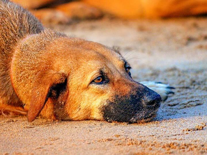 Dog poisoning in Karoli M village of Sangli 50 to 100 dogs paralyzed Sangli : करोली एम गावात कुत्र्यांना विषबाधा, अनेक कुत्री लकवा मारलेल्या अवस्थेत