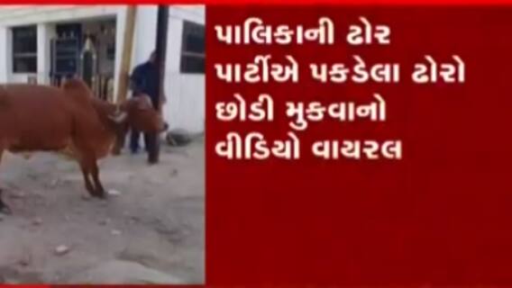 વડોદરા: રખડતા ઢોર મામલે ઢોર પાર્ટીના હરકતનો પર્દાફાશ, જુઓ ગુજરાતી ન્યુઝ