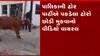 વડોદરા: રખડતા ઢોર મામલે ઢોર પાર્ટીના હરકતનો પર્દાફાશ, જુઓ ગુજરાતી ન્યુઝ