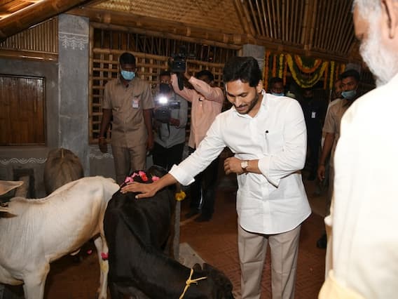 YS Jagan: తాడేపల్లిలో గోశాలను సందర్శించిన ఏపీ సీఎం వైఎస్ జగన్ YS Jagan: తాడేపల్లిలో గోశాలను సందర్శించిన ఏపీ సీఎం వైఎస్ జగన్