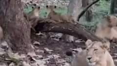 રાજ્યસભાના સાંસદ પરિમલ નથવાણીનો સિંહપ્રેમ, ટ્વિટ કરી શેર ક્યો વીડિયો;જુઓ ગુજરાતી ન્યૂઝ