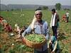 Jabalpur News: देश ही नहीं जापान और सिंगापुर के लोगों के खाने का स्वाद भी बढ़ा रहा है जबलपुरिया मटर, अब ग्लोबल मार्केटिंग और ब्रांडिंग की हो रही तैयारी