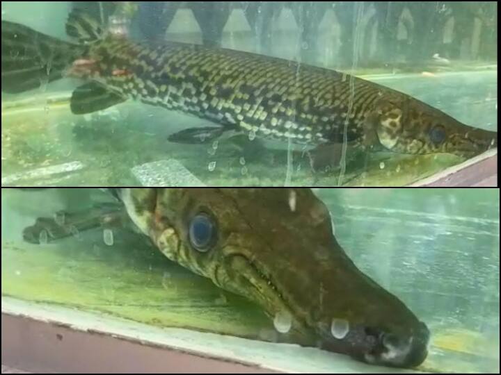 Madhya Pradesh Alligator gar fish in indore zoo got visitors attraction ANN Indore News: इंदौर के चिड़ियाघर में इस मछली को देख हर कोई हैरान, यहां तक पहुंचने की कहानी भी है दिलचस्प