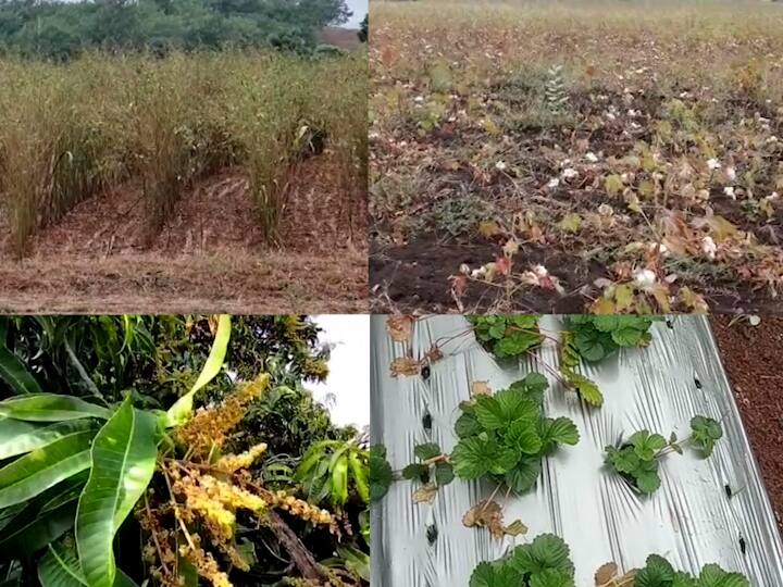 Maharashtra rain  Untimely rains in many parts of the state राज्यातल्या अनेक भागात अवकाळी पाऊस, साताऱ्यातील स्ट्रॉबेरी उत्पादक चिंतेत तर कोकणात आंब्याला फटका