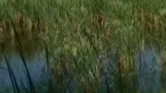 યાર્ડની બેદરકારીથી પાક ભીનો થયાનો આરોપ લગાવતા વિઠ્ઠલ દુધાત્રા,જુઓ ગુજરાતી ન્યુઝ