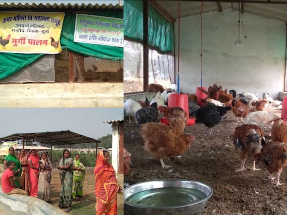 Durg News: छत्तीसगढ़ में पहली बार सरकारी सहायता से महिला समूहों ने पाली मुर्गियां, मुनाफा हुआ तो... Durg News: छत्तीसगढ़ में पहली बार सरकारी सहायता से महिला समूहों ने पाली मुर्गियां, मुनाफा हुआ तो...
