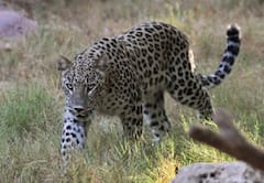 Bahraich News: तेंदुए के हमले के बाद 13 ग्रामीण घायल, गुस्साए लोगों ने लाठी-डंडों से पीटकर मार डाला