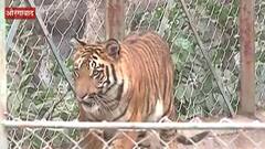 Tiger Adoption : तुम्हाला वाघाचा सांभाळ करायचा आहे का ? पाहा हा खास रिपोर्ट