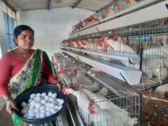 Chhattisgarh News: मुर्गीपालन कर आदिवासी महिलाएं कर रही हैं लाखों में कमाई, हिट है ये फार्मूला