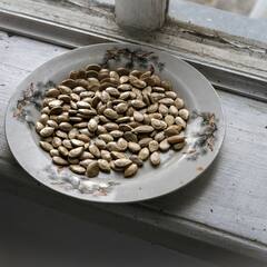 Pumpkin Seeds Benefits : হজমে সাহায্য থেকে রক্তচাপ নিয়ন্ত্রণ, কুমড়োর বীজের উপকারিতা জানলে অবাক হবেন