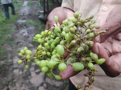 Nashik Rain Update :द्राक्षबागांनाही अवकाळीचा फटका ABP Majha