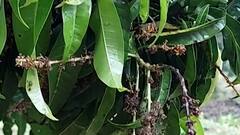 Maharashtra Monsoon : राज्यात अवकाळी पाऊस, शेतऱ्यांची शेती उध्वस्त