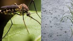 Dengue: করোনা আবহে ঘরবন্দি বহু পরিবার, বৃষ্টির পূর্বাভাসে বাড়ছে ডেঙ্গি আতঙ্ক। Bangla News