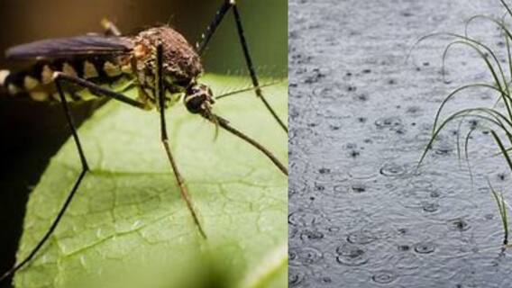 Dengue: করোনা আবহে ঘরবন্দি বহু পরিবার, বৃষ্টির পূর্বাভাসে বাড়ছে ডেঙ্গি আতঙ্ক। Bangla News