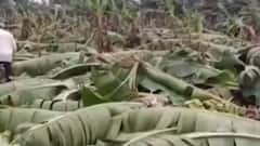 ભાવનગરમાં કમૌસમી વરસાદના કારણે કેળાના ઝાડને વ્યાપક નુકસાન, જુઓ ગુજરાતી ન્યુઝ