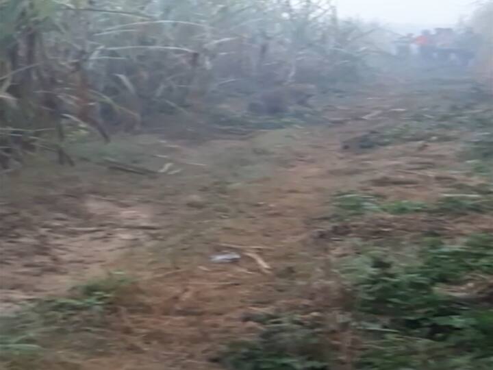 Found a leopard in Amroha stirred up forest department took action ANN UP News: अमरोहा में तेंदुआ मिलने से हड़कम्प, वन विभाग ने लिया एक्शन