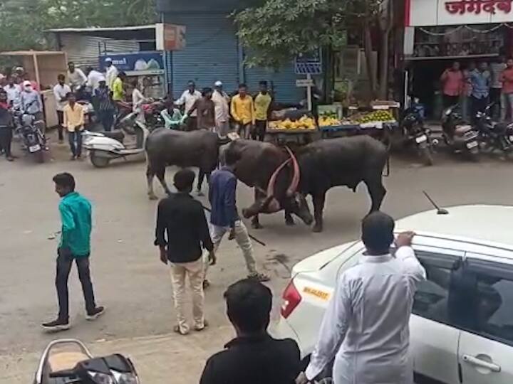 Beed Viral Video of animal fighting Animals collide with each other Beed Viral Video : मोकाट रेड्यांचा भर चौकात धुडगूस, एकमेकांना भिडले; व्हिडीओ होतोय व्हायरल