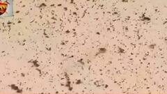 Dengue-Malaria Situation: 