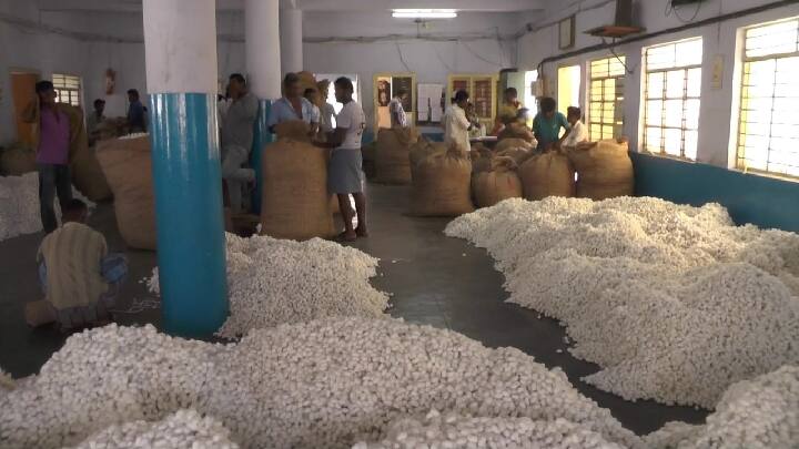 Echoes of continuous rains - Silk silk prices plummet in Dharmapuri தொடர் மழை எதிரொலி - தருமபுரியில் பட்டுக்கூடு விலை கடும் சரிவு
