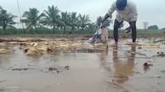 Maharashtra Monsoon : अवकाळी पावसामुळे शेतकरी त्रस्त, सरकारकडून तातडीनं मदतीची अपेक्षा