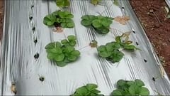 Maharashtra Rains : ऐन हिवाळ्यात राज्यात पावसाची संततधार; कांद्यासह फळबागांचं नुकसान ABP Majha