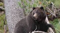 Bear In Dooars : ডুয়ার্সের চা বাগানে ভালুক-আতঙ্ক, স্থানীয়দের সতর্ক করতে মাইকে প্রচার বন দফতরের | Bangla News